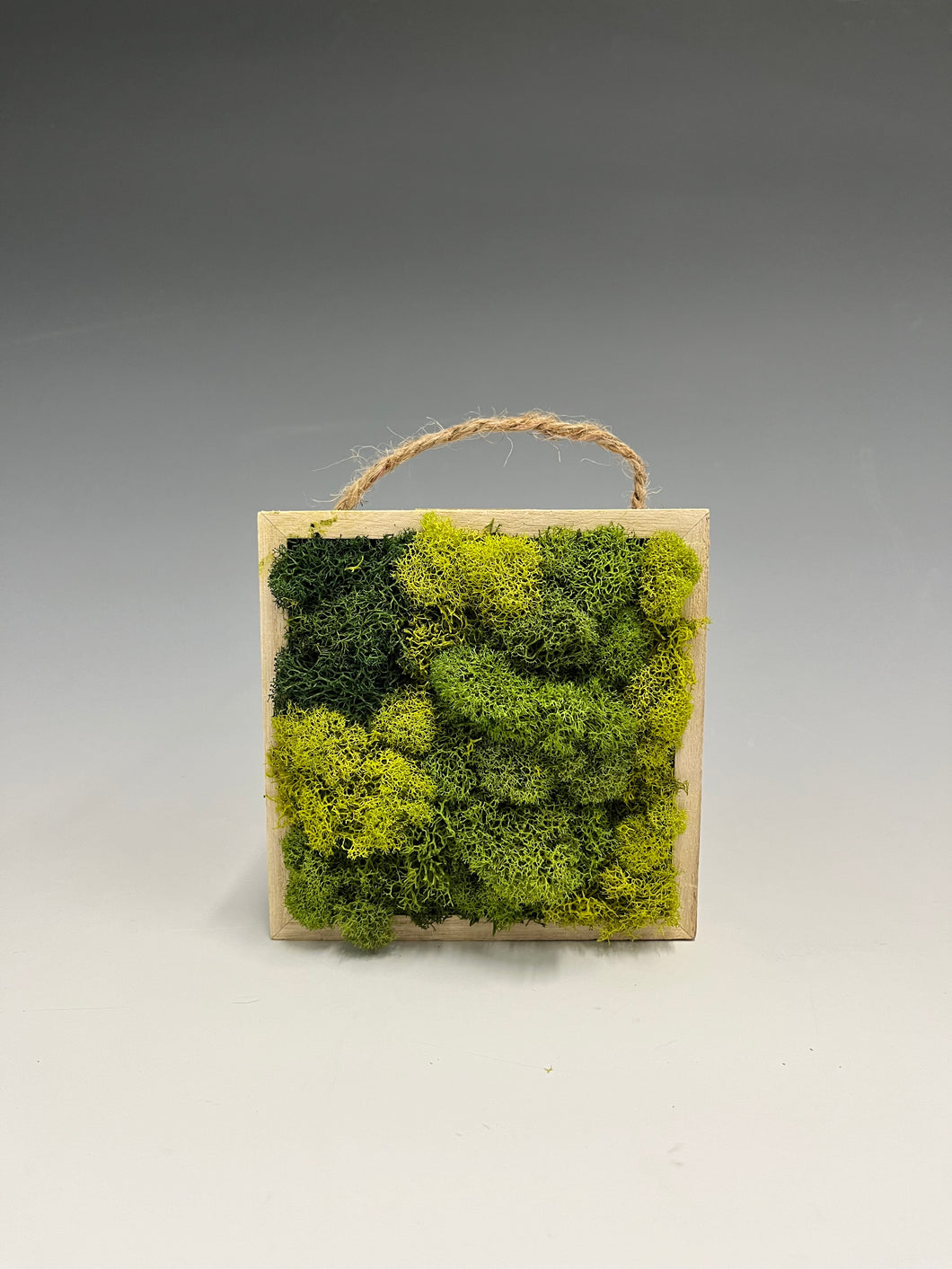 Moss Murals by Rowan